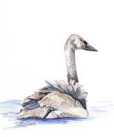 100-316 tundra Swan